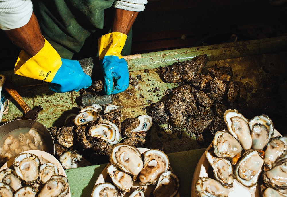 shucking oysters